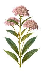 Beautiful pink milkweed flowers with lush green leaves on a transparent background