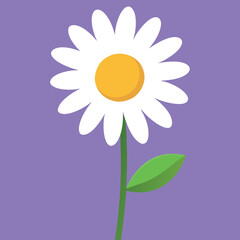 Daisy realistic 3d composition 