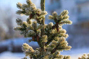 Frost covered pine tree branches with cones in winter sunlight