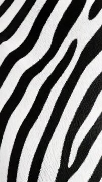 Animal print trendy fashion fabric with zebra graphic design. Luxury high-end clothing material for wildlife prints in modern styles.