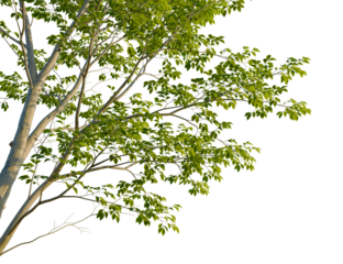 Tilia mongolica tree corner view, cutout, isolate, 4k PNG, A tree with lush green leaves set against a transparent background, ideal for design and decorative purposes.