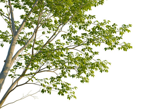 Tilia mongolica tree corner view, cutout, isolate, 4k PNG, A tree with lush green leaves set against a transparent background, ideal for design and decorative purposes.