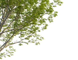 Salix babylonica tree corner view, cutout, isolate, 4k PNG, Tree branches with vibrant green leaves isolated on transparent background, perfect for design and decorative projects