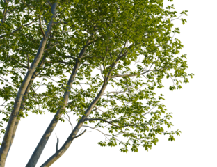 Salix babylonica tree corner view, cutout, isolate, 4k PNG, Tree branches with lush green leaves against a transparent background, evoking a sense of serenity and connection to nature.