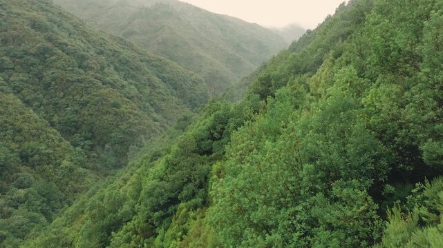 Aerial view of a V-shaped valley along PR6 Levada das 25 Fontes, Madeira, fully covered in dense greenery and soft mist. The scene showcases subtropical forest, rolling fog, and serene natural beauty