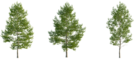 Tilia cordata Tree front, elevation view, cutout, isolate, Three green trees on transparent background for design and decoration