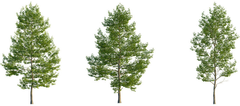 Tilia cordata Tree front, elevation view, cutout, isolate, Three green trees on transparent background for design and decoration