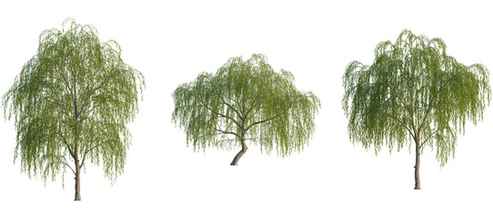 Salix babylonica Tree front, elevation view, cutout, isolate, Serene willow trees with lush green...