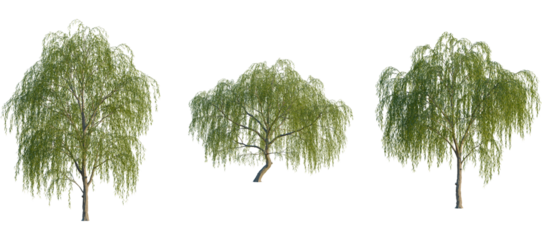 Salix babylonica Tree front, elevation view, cutout, isolate, Serene willow trees with lush green leaves on transparent background