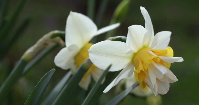 White and yellow double daffodil flower gently swaying