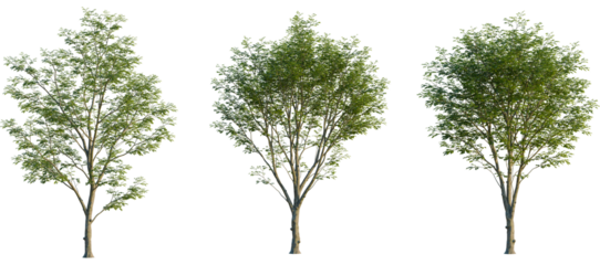 Pteroceltis tatarinowii Tree front, elevation view, cutout, isolate, Three green trees with lush foliage isolated on transparent background, ideal for design and decorative projects