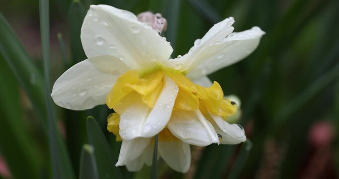 White and yellow double daffodil swinging in the wind