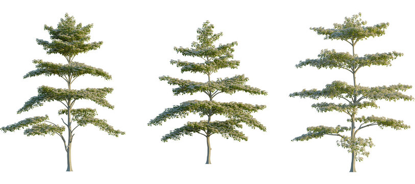 Cornus controversa Tree front, elevation view, cutout, isolate, Three small trees with lush green leaves on a transparent background, perfect for design and decoration