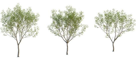 Aphananthe aspera Tree front, elevation view, cutout, isolate, Three small trees with lush green...