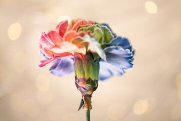 Eleganckie goździki o wielotonowych płatkach &ndash; romantyczny motyw na kartki na życzenia.