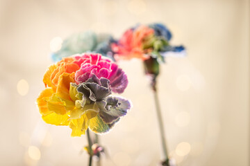 Eleganckie goździki o wielotonowych płatkach &ndash; romantyczny motyw na kartki na życzenia.