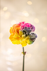 Eleganckie goździki o wielotonowych płatkach &ndash; romantyczny motyw na kartki na życzenia.