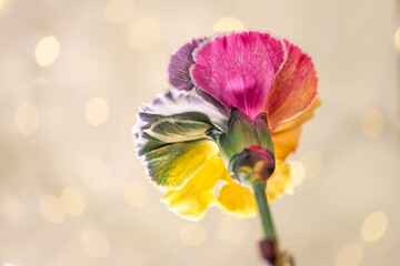 Eleganckie goździki o wielotonowych płatkach &ndash; romantyczny motyw na kartki na życzenia.