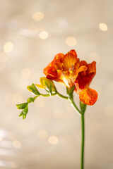 Delikatna frezja na jasnym tle &ndash; elegancki kwiatowy motyw do ślub&oacute;w i beauty