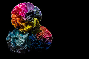 Kolorowe kwiaty na czarnym tle &ndash; elegancka, kontrastowa kompozycja florystyczna