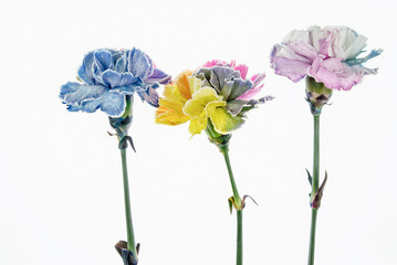 Eleganckie goździki o wielotonowych płatkach &ndash; romantyczny motyw na kartki na życzenia.