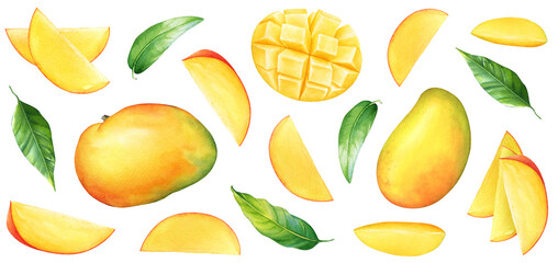 Watercolor illustrations of mango fruits, fruit parts, slices and leaves isolated on white background. Beautiful botanical fruit desidn.