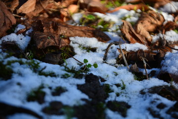 Fototapeta premium Close-up of melting snow on the ground mixed with brown autumn leaves and tiny green sprouts, symbolizing the arrival of spring