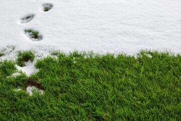 Fototapeta premium Footprints in snow leading to vibrant green grass