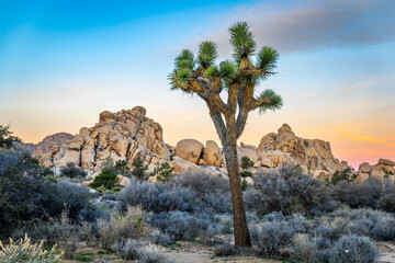 Joshua trees at sunrise Joshua Tree National Park