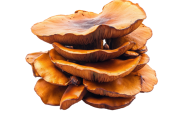Cluster of golden brown mushrooms, gills visible