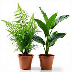 Two potted houseplants a fern and a bird of paradise against white background