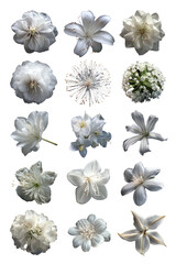Assorted white flower blooms against a black background