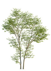 Gymnocladus dioica tree, front view, cutout, isolate, A tree with lush green leaves stands alone on a transparent background, evoking a sense of serenity and connection to nature. © Peter Hai