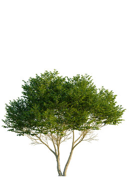 Ligustrum japonicum tree, front view, cutout, isolate, Isolated green tree with multiple trunks on transparent background, perfect for design and decoration