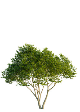 Ligustrum japonicum tree, front view, cutout, isolate, A vibrant green tree with lush foliage stands out against a transparent background, perfect for adding a natural element to any design or project