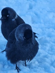 blue bird on a branch