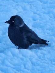 crow on the snow