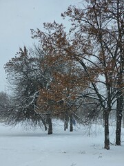 trees in winter