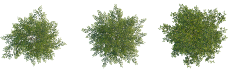Ulmus x hollandica tree plan, top view, cutout, Good for architecture visualization, isolate, Three lush green trees on a transparent background, perfect for design and environmental projects