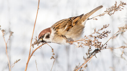 sparrow on a branch