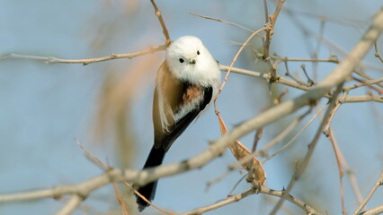 black and white bird