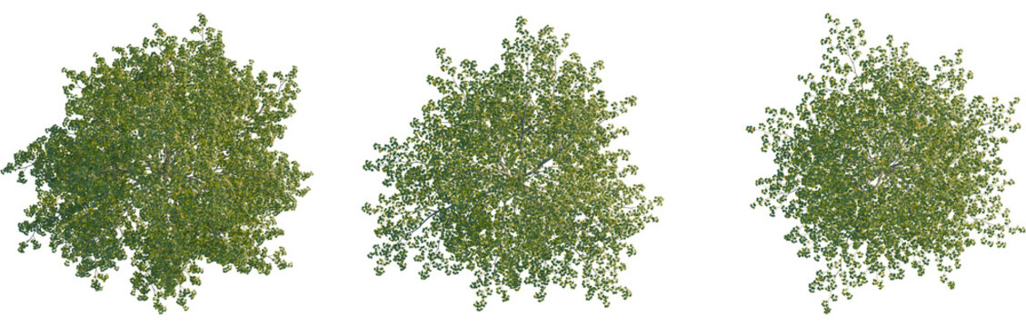 Tilia mongolica tree plan, top view, cutout, Good for architecture visualization, isolate, Three green trees with lush foliage on a transparent background, perfect for design and creative projects