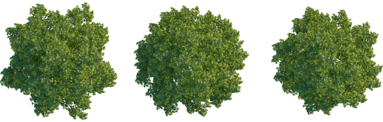 Tilia cordata tree plan, top view, cutout, Good for architecture visualization, isolate, High-quality trees for design and commercial use