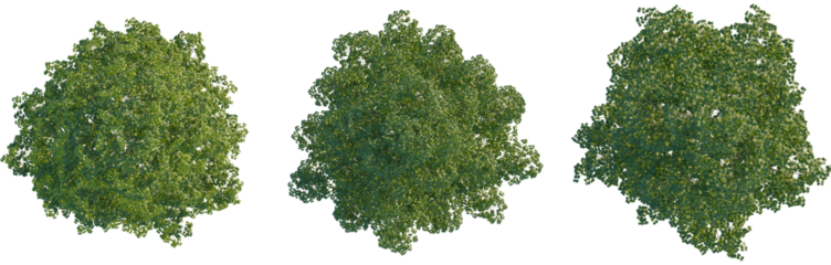 Tilia cordata tree plan, top view, cutout, Good for architecture visualization, isolate, Three green tree tops with lush foliage on transparent background for design and landscaping projects