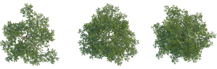 Pteroceltis tatarinowii tree plan, top view, cutout, Good for architecture visualization, isolate, Three green tree tops with lush foliage on transparent background for design and landscaping projects