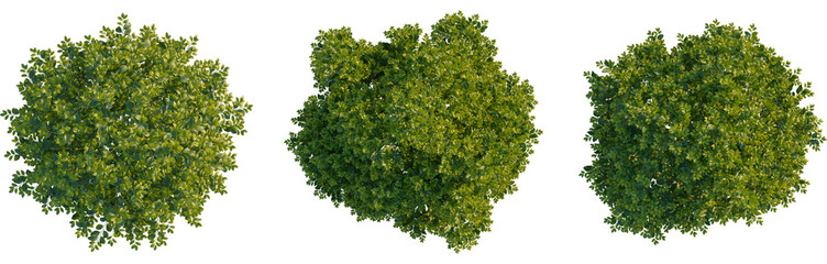 Ligustrum japonicum tree plan, top view, cutout, Good for architecture visualization, isolate,...