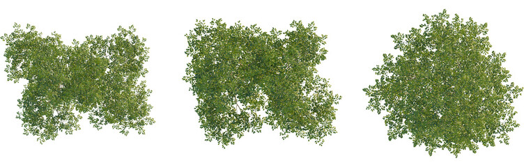 Gymnocladus dioica tree plan, top view, cutout, Good for architecture visualization, isolate, Three...