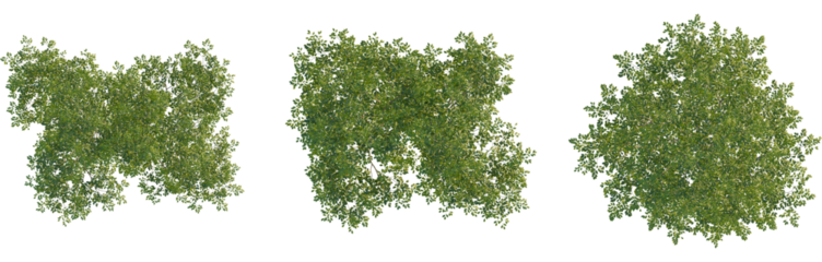 Gymnocladus dioica tree plan, top view, cutout, Good for architecture visualization, isolate, Three green tree tops with lush foliage on transparent background for design and landscaping projects