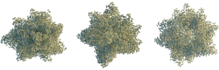 Cornus controversa tree plan, top view, cutout, Good for architecture visualization, isolate, Three green tree tops with leaves on a transparent background, ideal for design and decoration