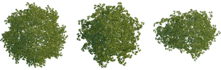 Alnus rubra tree plan, top view, cutout, Good for architecture visualization, isolate, Three green tree tops with lush foliage on transparent background for design and landscaping projects
